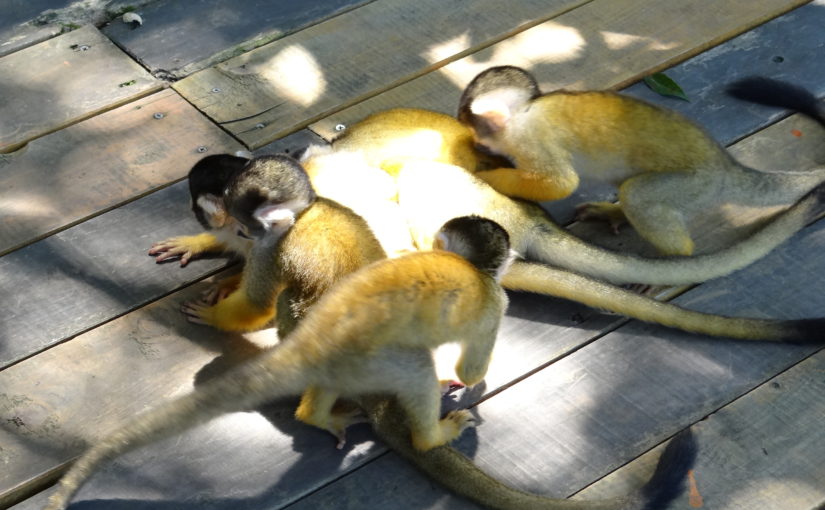 日本モンキーパーク～猿専門動物園のすごさ！